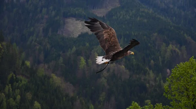 Tennyson's "The Eagle" vividly depicts the majestic bird's beauty and power, contrasting its solitude with the human world in a captivating exploration.