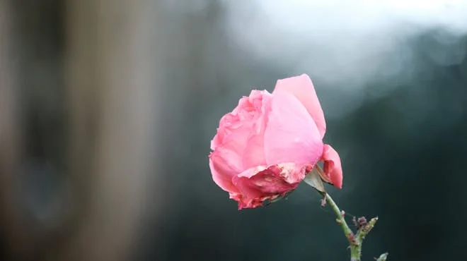 Join us as we analyze Tupac Shakur's 'The Rose That Grew from Concrete,' uncovering its timeless message of hope and resilience. 