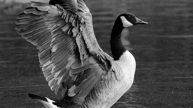 Wild Geese by Mary Oliver_featured